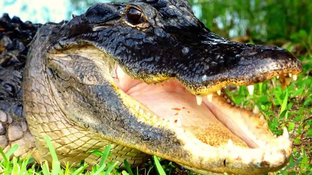 The Great Gator Hunt - Alligator Smile