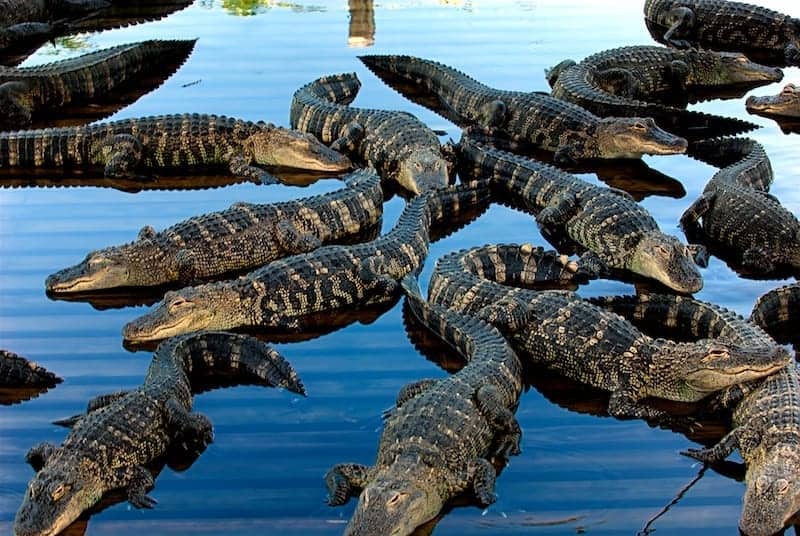 Florida Aligators