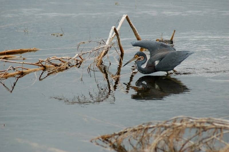 Wildlife - 12
