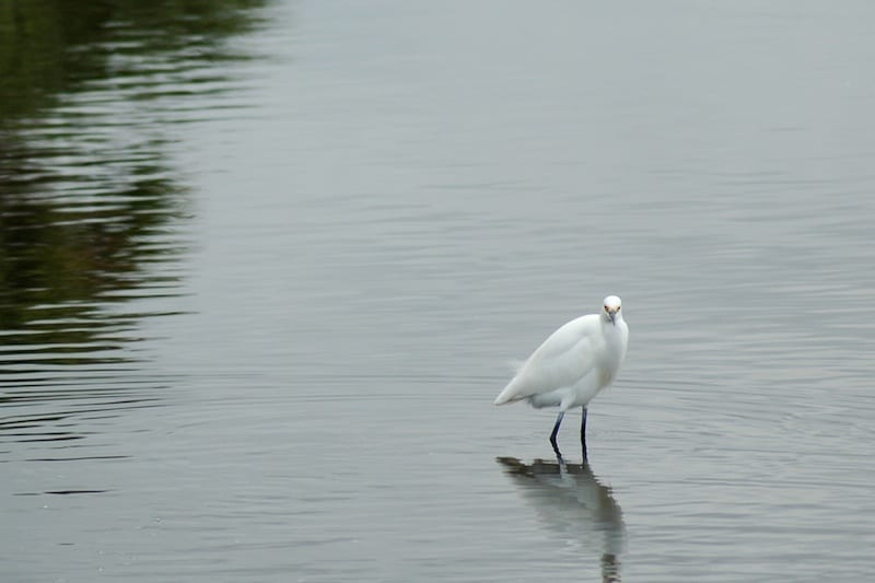 Wildlife - 30
