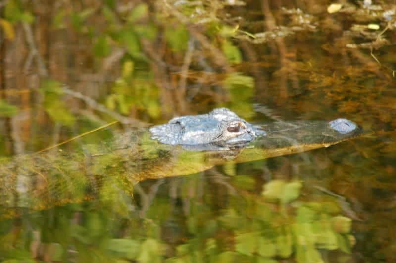 Wildlife - 53