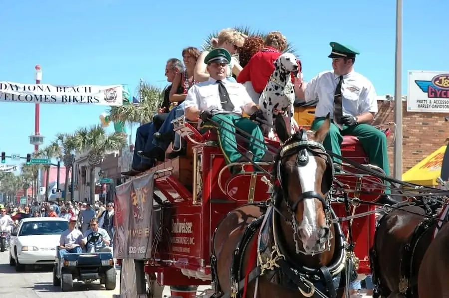Budweiser horse and carriage on Main Street during Daytona Bike Week