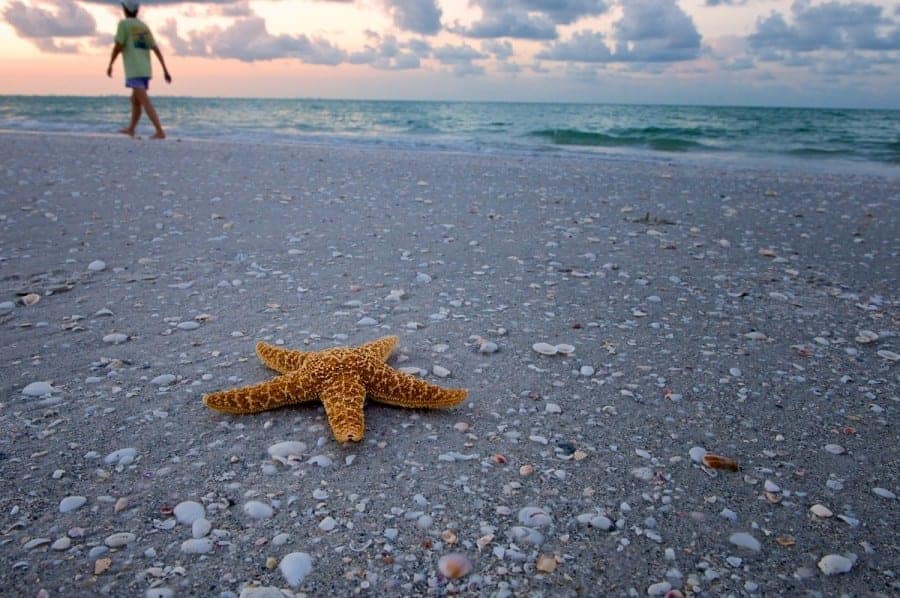 Sanibel Beach Sanibel Island