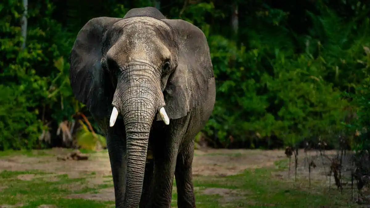 Animal Kingdom - Elephant