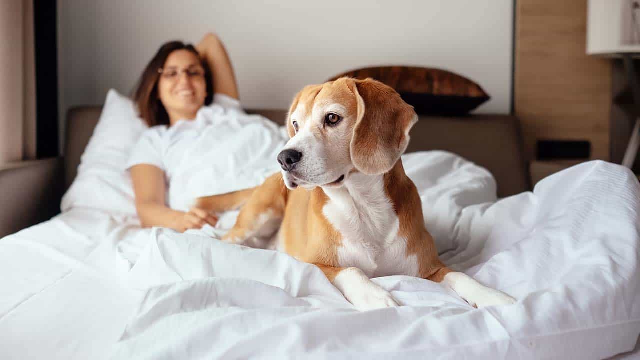 Best Pet-Friendly Hotels Near Disney World - Beagle in Bed